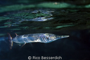"Shallow Predator"
CANON 40D with Sigma 10-20mm lens ( s... by Rico Besserdich 